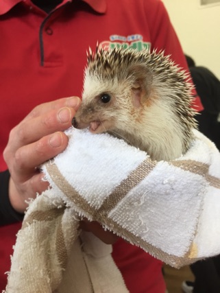 今大注目のハリネズミ